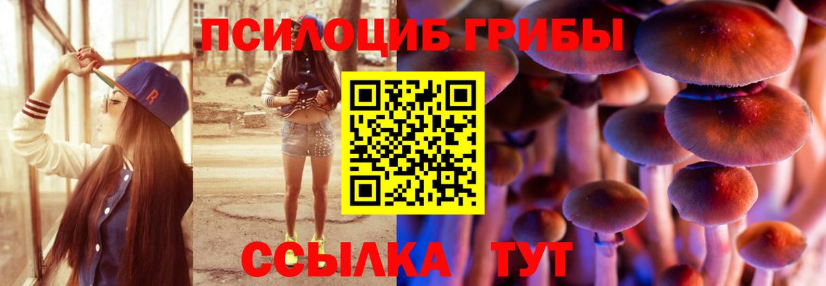 Боровичи  Псилоцибиновые грибы прущие грибы  Вход с VPN  Псилоцибиновые грибы GOLDEN TEACHER 